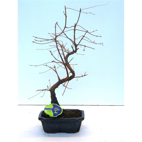 Горшечные цветы и растения оптом Bonsai Metasequoia Glyptostroboides 19cm Shape, Wi от 5шт из Голландии с доставкой по России