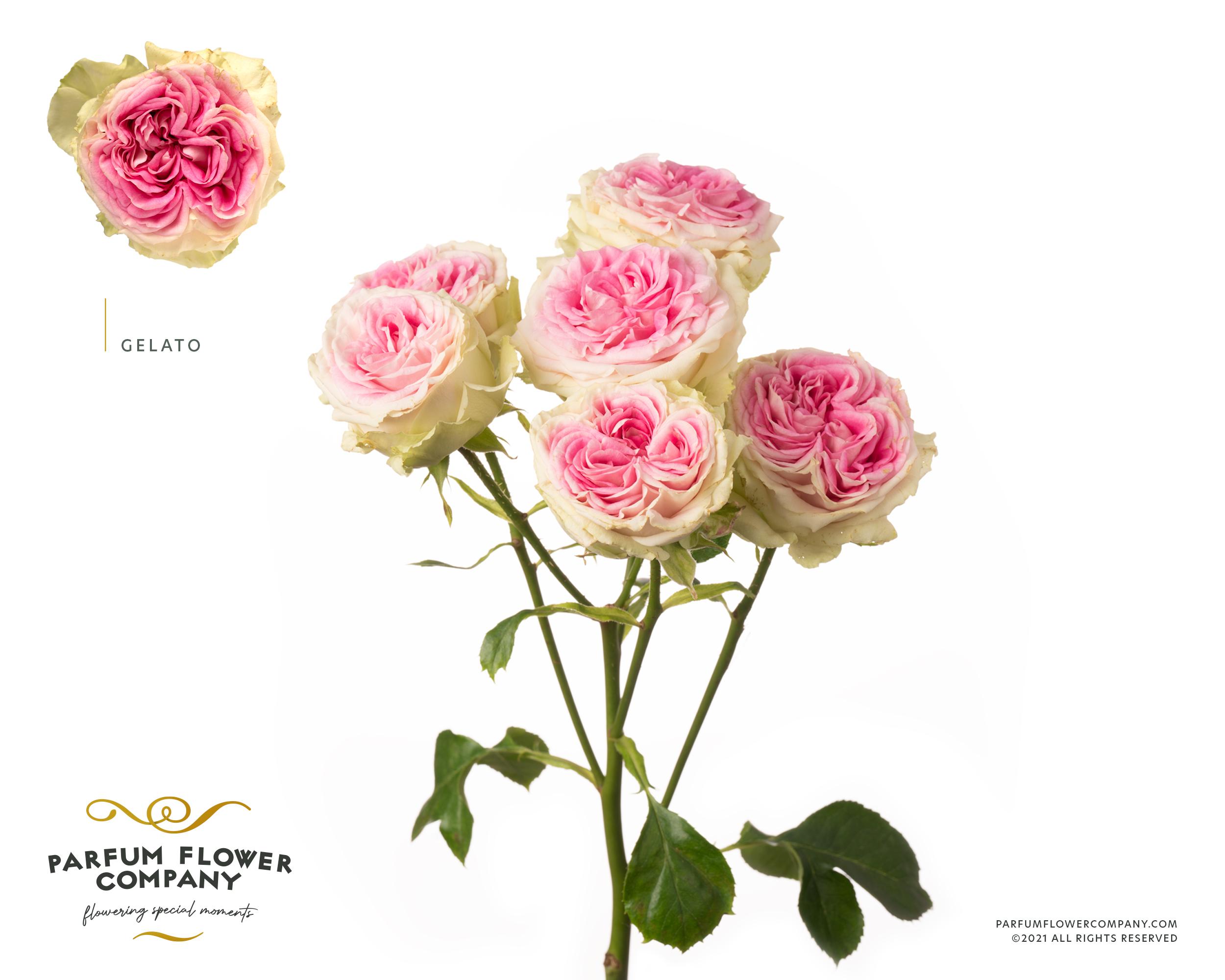 Срезанные цветы оптом Rosa spray gelato от 12шт из Голландии с доставкой по России