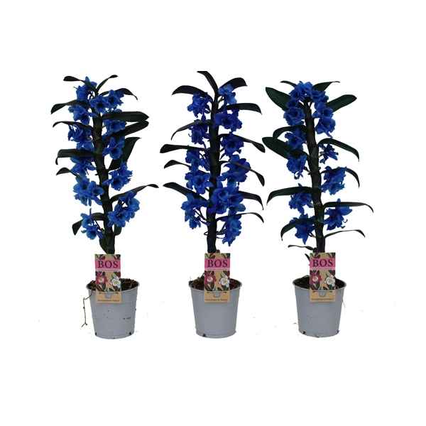 Горшечные цветы и растения оптом Dendr Nob 1st Painted Blue (inject) от 6шт из Голландии с доставкой по России
