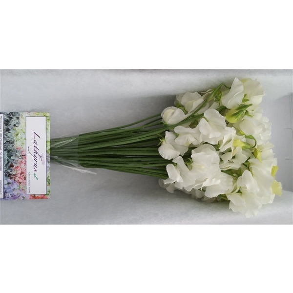 Срезанные цветы оптом Lathyrus winter sunshine white от 50шт из Голландии с доставкой по России