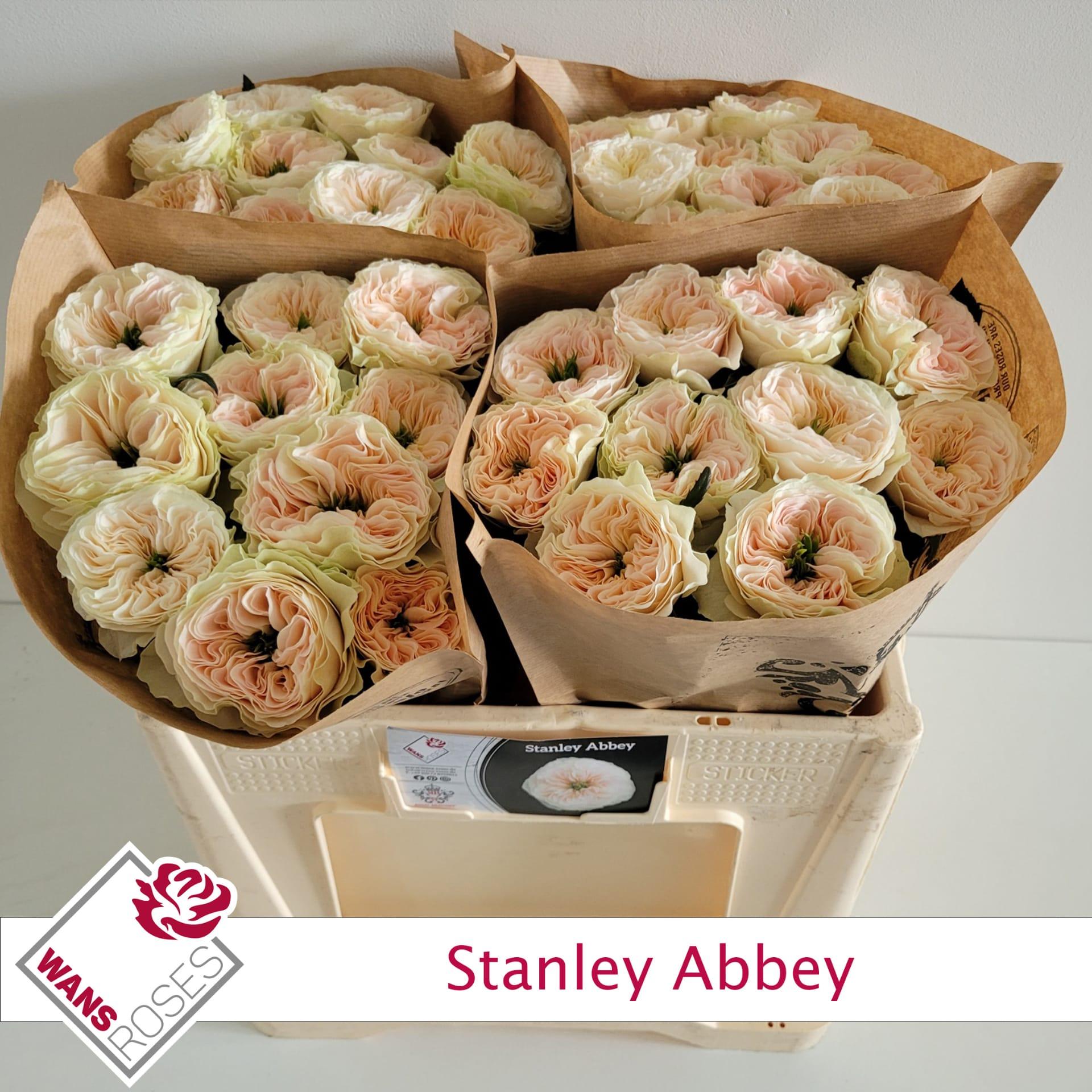 Срезанные цветы оптом Rosa garden stanley abbey от 40шт из Голландии с доставкой по России