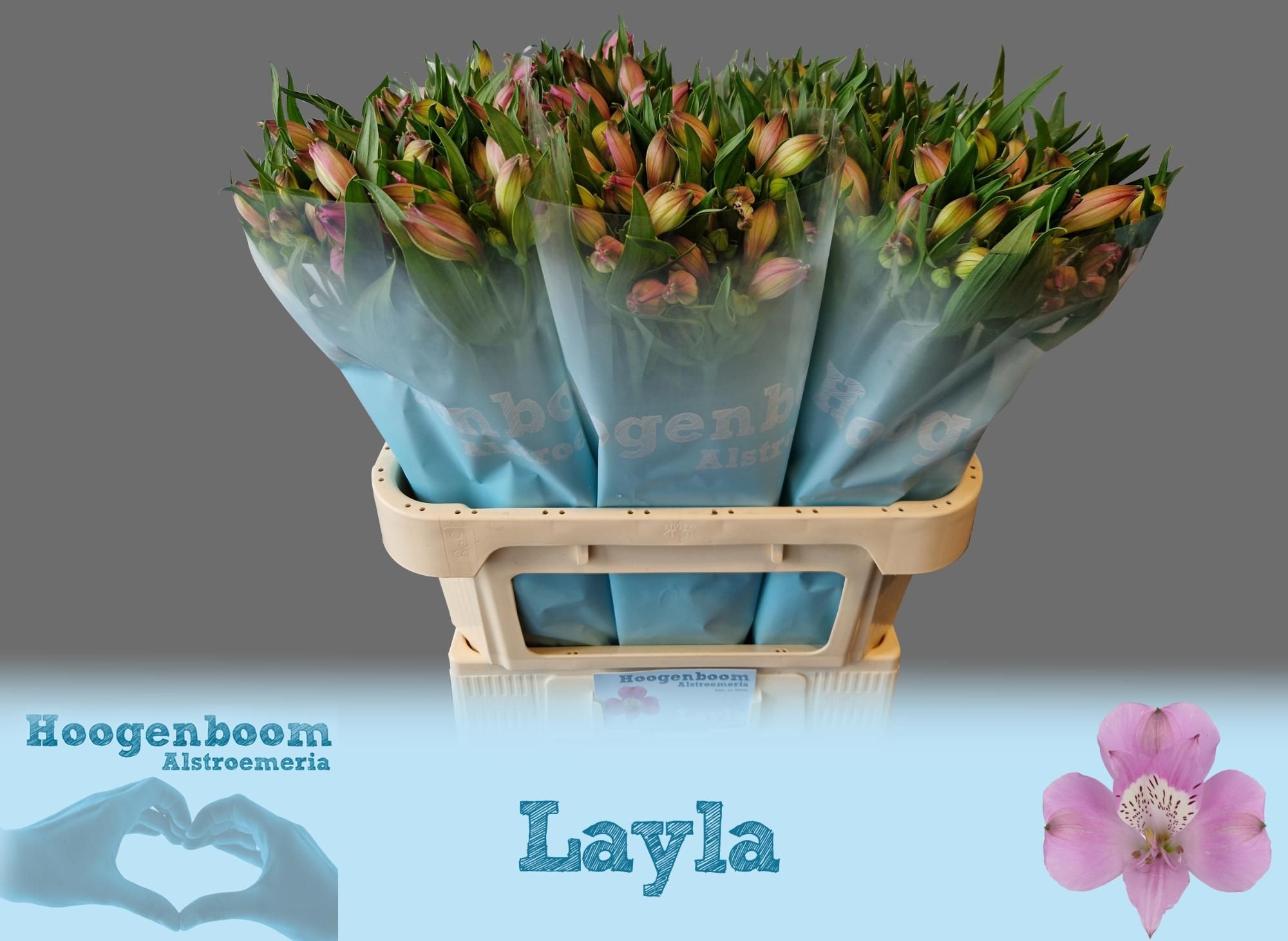 Срезанные цветы оптом Alstroemeria layla от 50шт из Голландии с доставкой по России