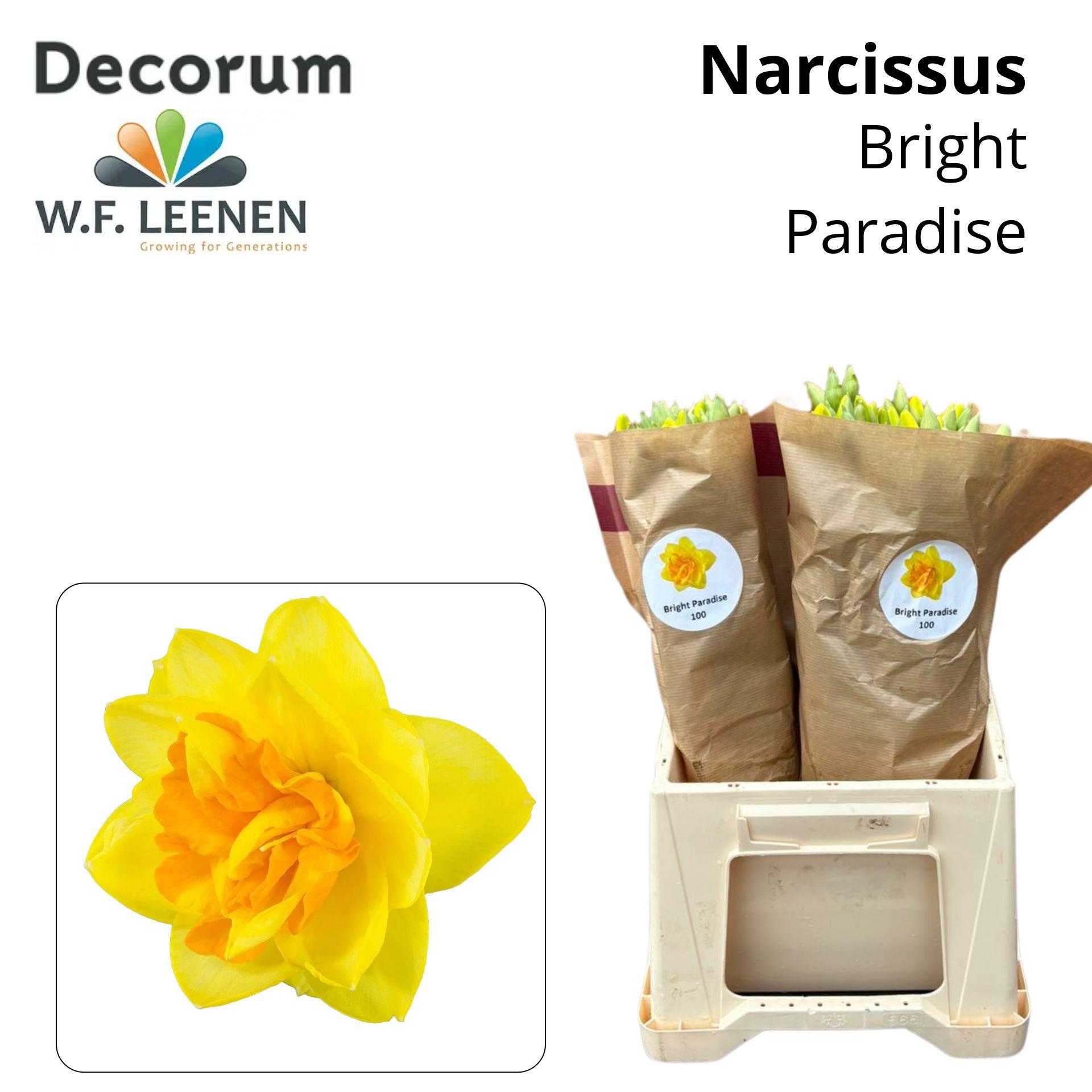 Срезанные цветы оптом Narcissus do bright paradise от 100шт из Голландии с доставкой по России