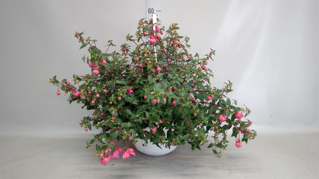 Горшечные цветы и растения оптом Fuchsia   ... от 1шт из Голландии с доставкой по России
