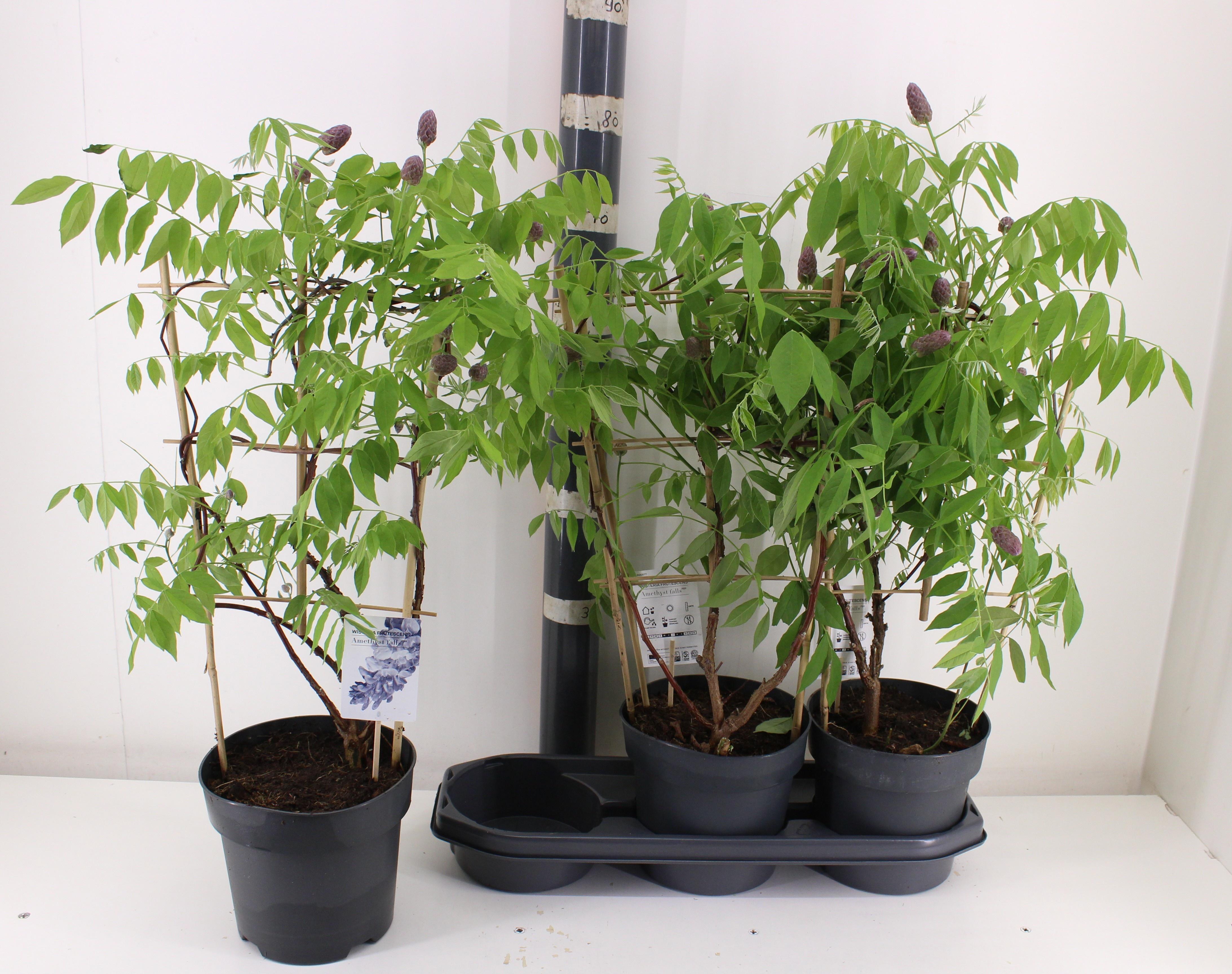 Горшечные цветы и растения оптом Wist Amethyst Falls от 3шт из Голландии с доставкой по России