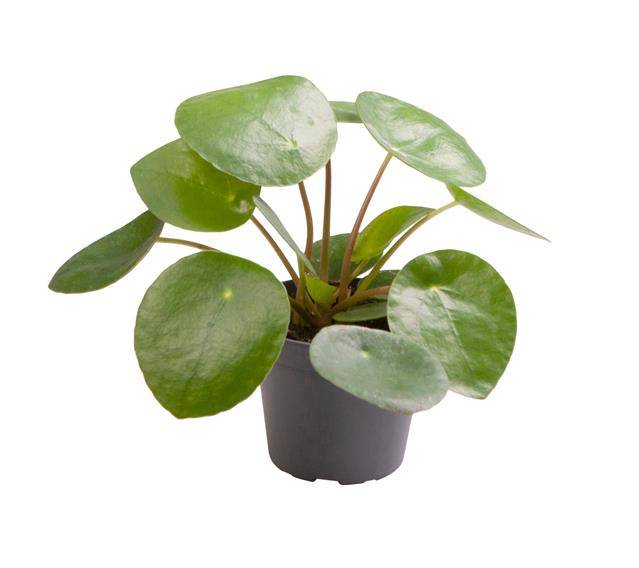 Горшечные цветы и растения оптом Pilea Peperomioides от 12шт из Голландии с доставкой по России