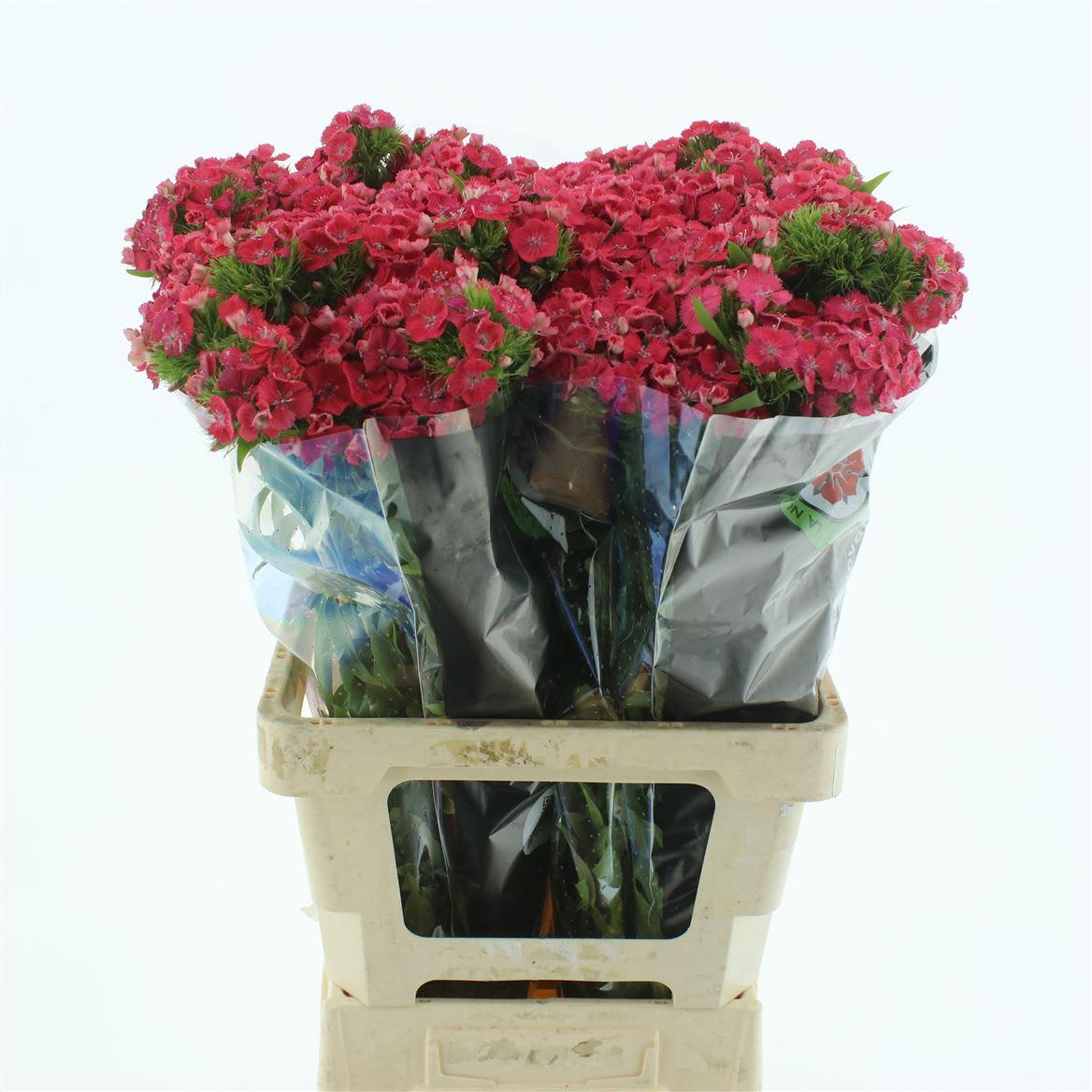 Срезанные цветы оптом Dianthus br sweet will coral от 50шт из Голландии с доставкой по России