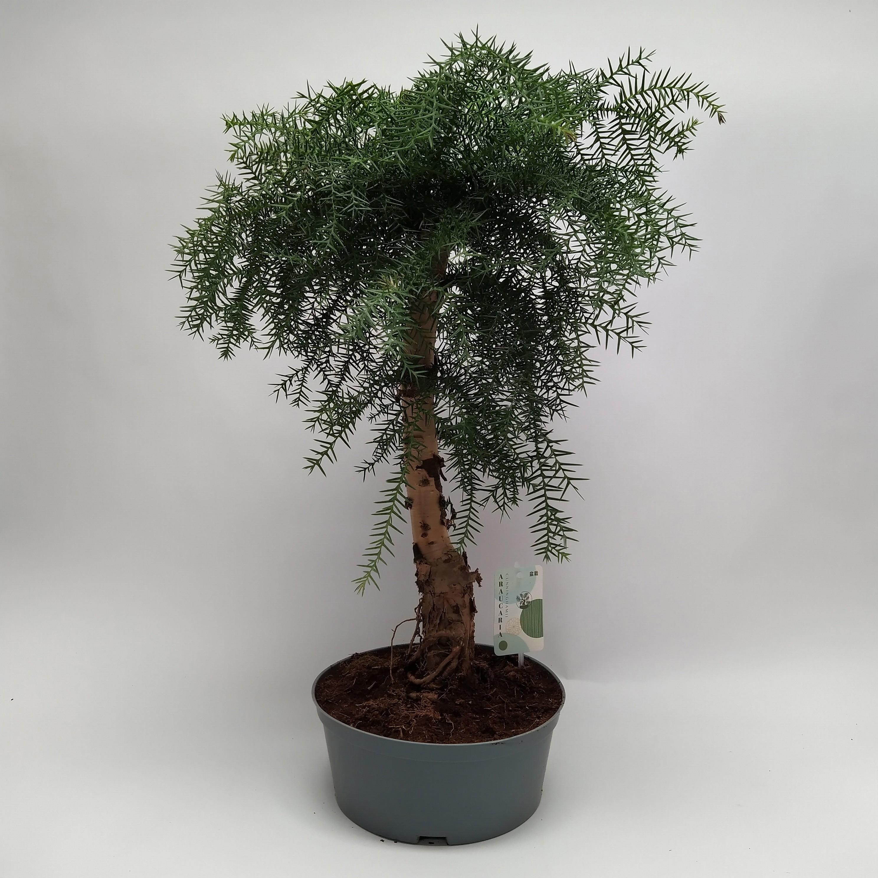 Горшечные цветы и растения оптом Araucaria Cunninghamii Bonsai Teeltpot 23 Cm - Bal от 2шт из Голландии с доставкой по России