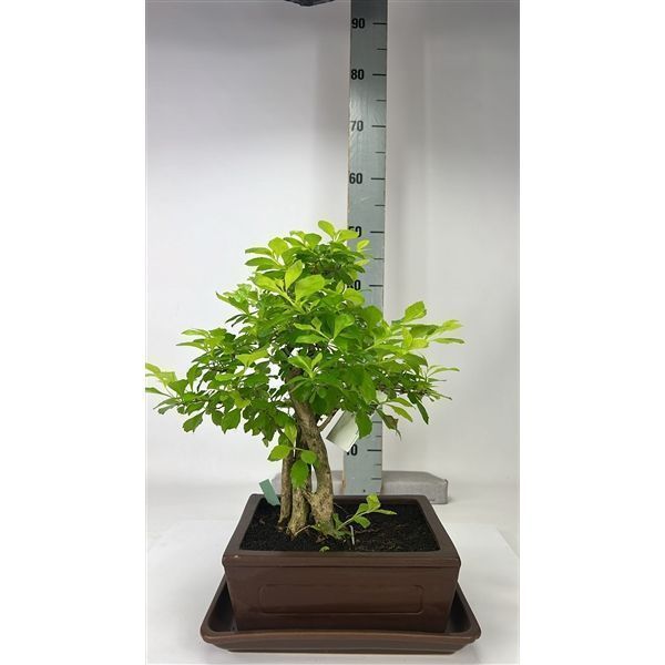 Горшечные цветы и растения оптом Bonsai Duranta Repens, 22cm, With Driptray (single от 1шт из Голландии с доставкой по России