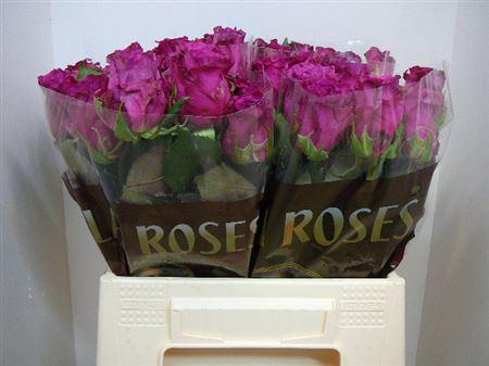 Срезанные цветы оптом Rosa large cool blue от 340шт из Голландии с доставкой по России