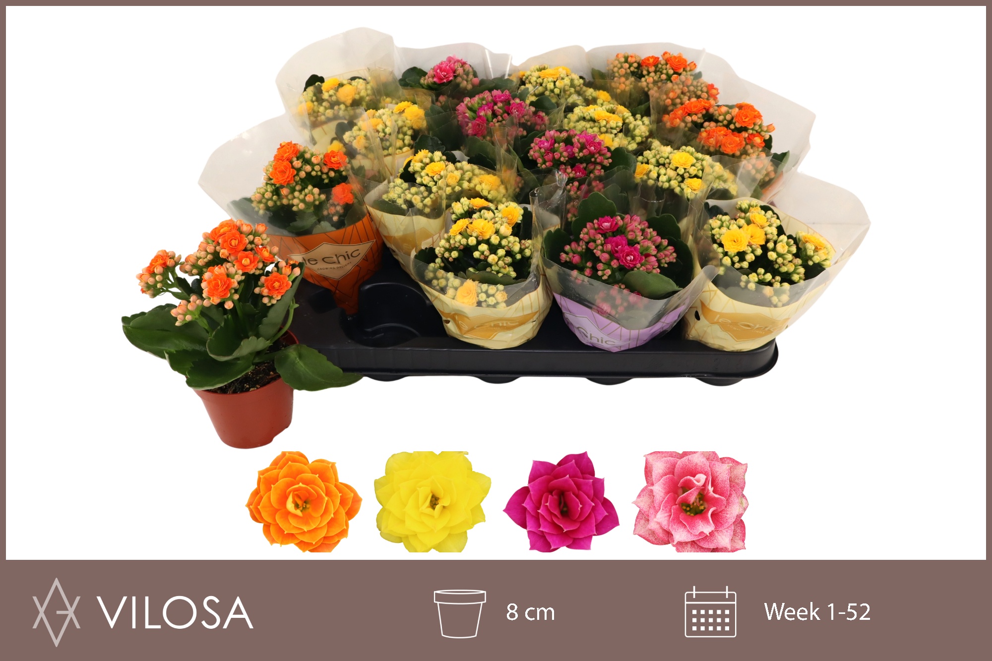 Горшечные цветы и растения оптом Kal Ge Gem 4 Kl от 16шт (для телеги) из Голландии с доставкой по России Горшечные цветы и растения оптом Kal Ge Gem 4 Kl от 16шт (для телеги) из Голландии с доставкой по России