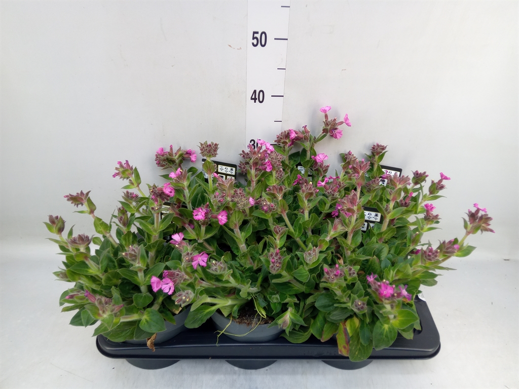 Горшечные цветы и растения оптом Silene   ... от 6шт из Голландии с доставкой по России