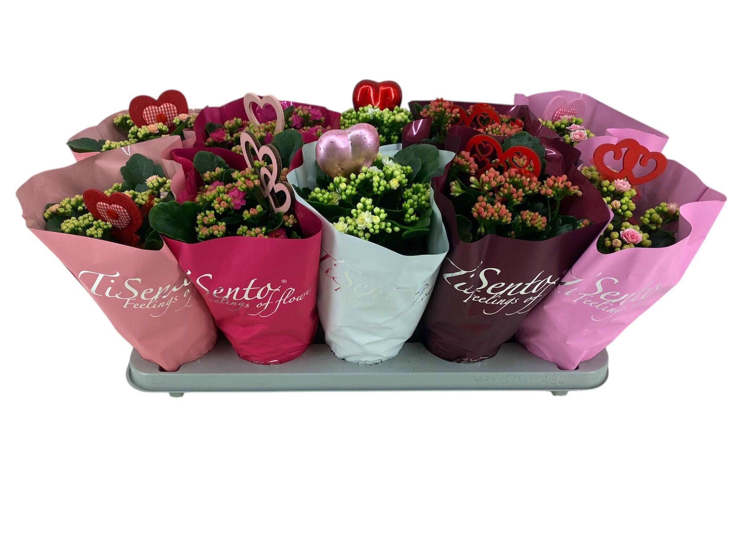 Горшечные цветы и растения оптом Kal Ge Gem от 10шт из Голландии с доставкой по России