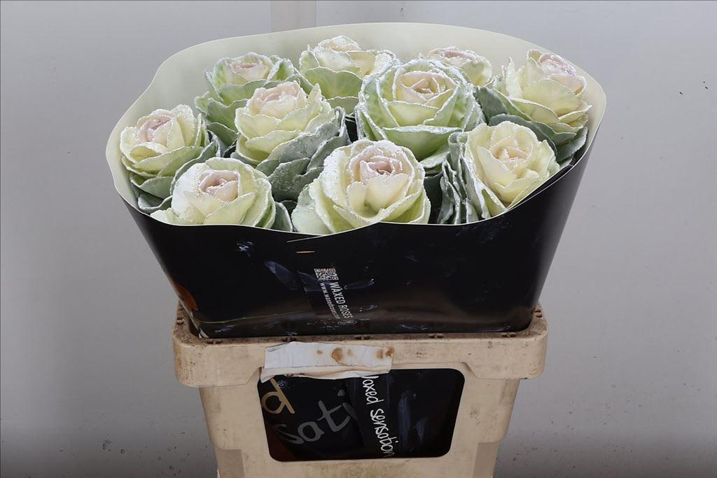 Срезанные цветы оптом Brassica wax white от 10шт из Голландии с доставкой по России