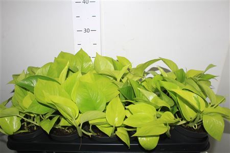 Горшечные цветы и растения оптом Epipremnum Golden Pothos от 10шт из Голландии с доставкой по России