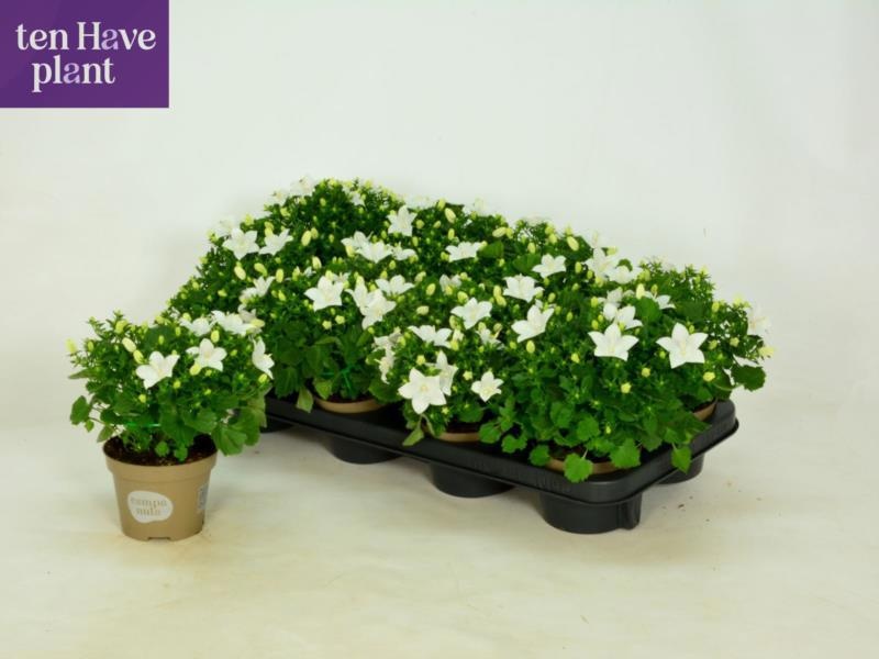 Горшечные цветы и растения оптом Camp Is Atlant White от 8шт (для телеги) из Голландии с доставкой по России