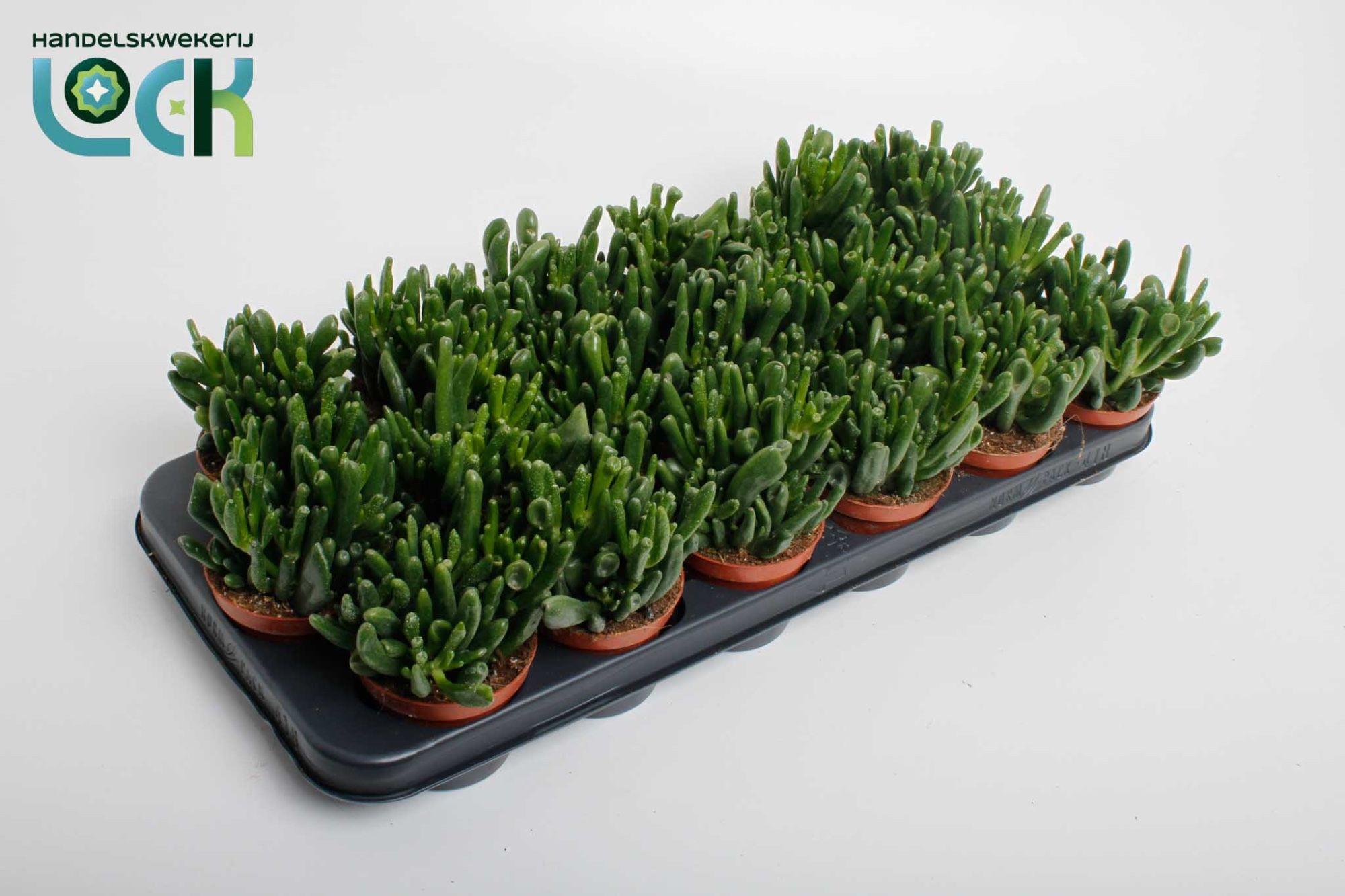 Горшечные цветы и растения оптом Crassula Horn Tree от 12шт (для телеги) из Голландии с доставкой по России