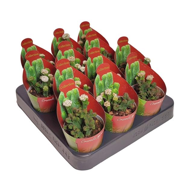 Горшечные цветы и растения оптом Crassula Pyramidalis Potcover от 12шт (для телеги) из Голландии с доставкой по России