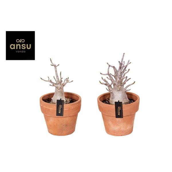Горшечные цветы и растения оптом Adenium Ansu Baobab In Terracotta Pot от 1шт из Голландии с доставкой по России Горшечные цветы и растения оптом Adenium Ansu Baobab In Terracotta Pot от 1шт из Голландии с доставкой по России