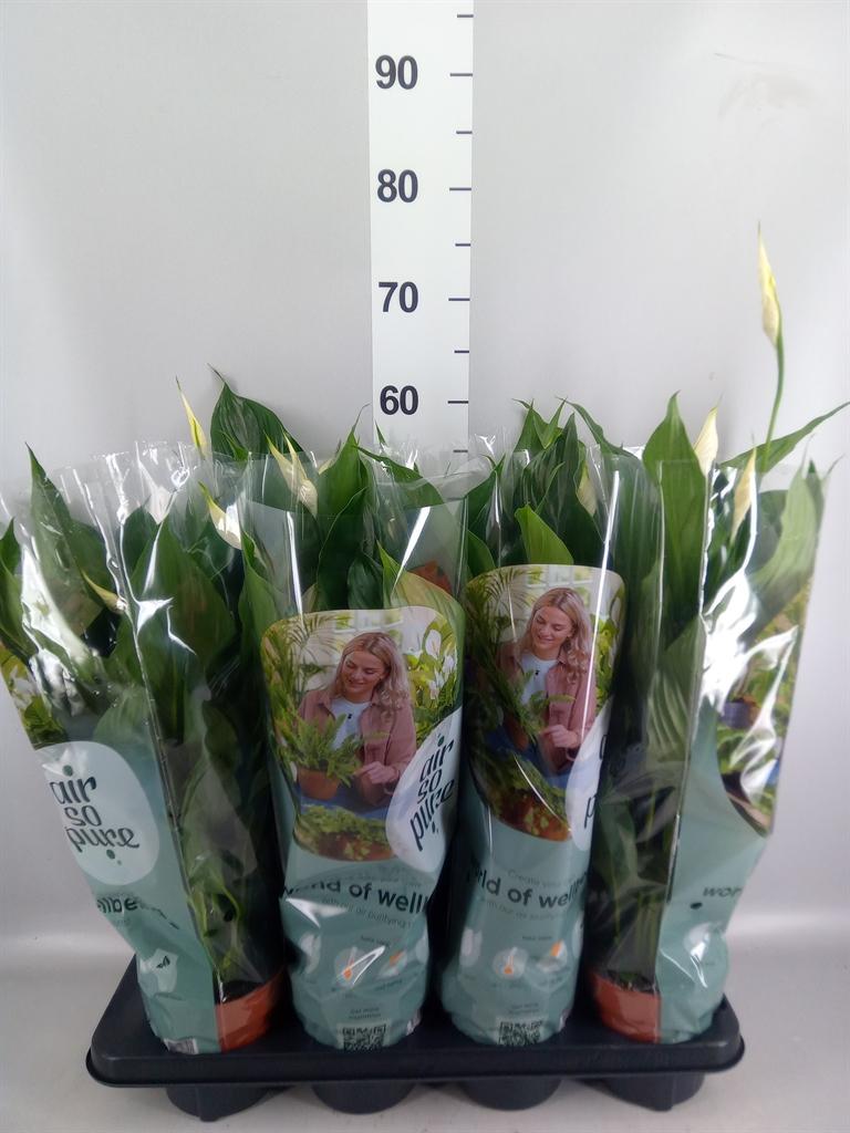 Горшечные цветы и растения оптом Spathiphyllum sweet Chico A от 8шт из Голландии с доставкой по России