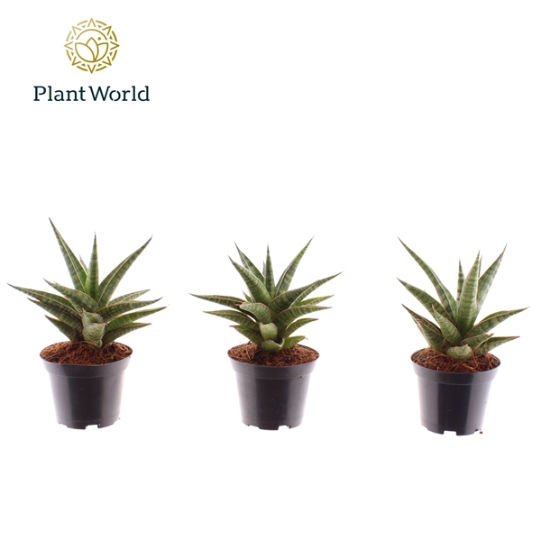 Горшечные цветы и растения оптом Sansevieria Boogie Woogie от 16шт (для телеги) из Голландии с доставкой по России