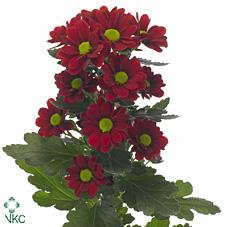 Срезанные цветы оптом Chrys sa adora от 75шт из Голландии с доставкой по России