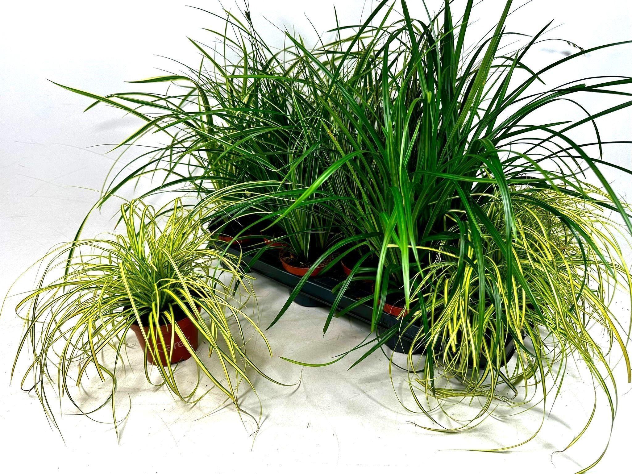 Горшечные цветы и растения оптом Carex Gem от 12шт из Голландии с доставкой по России