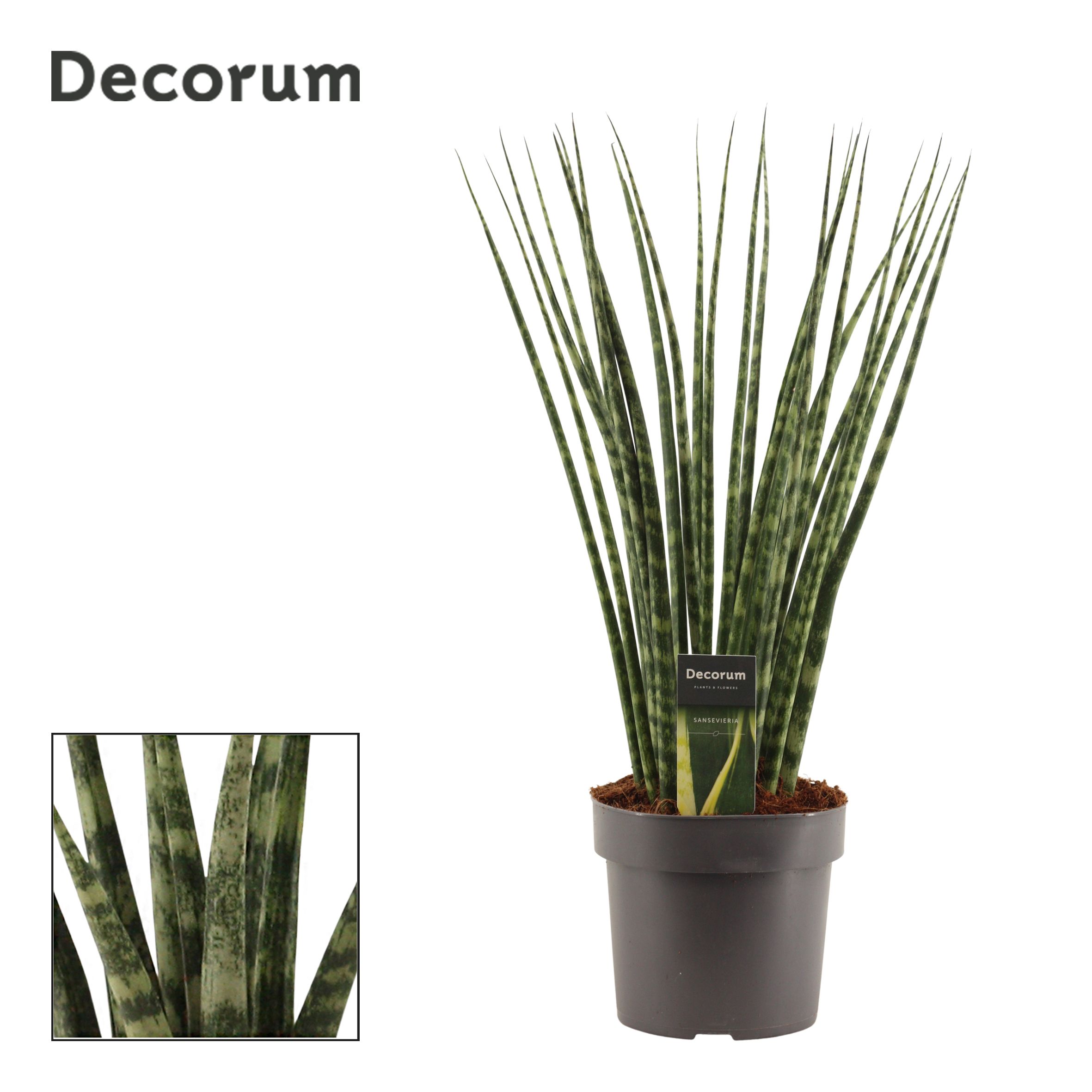 Горшечные цветы и растения оптом Sansevieria Fernwood (decorum) от 1шт из Голландии с доставкой по России