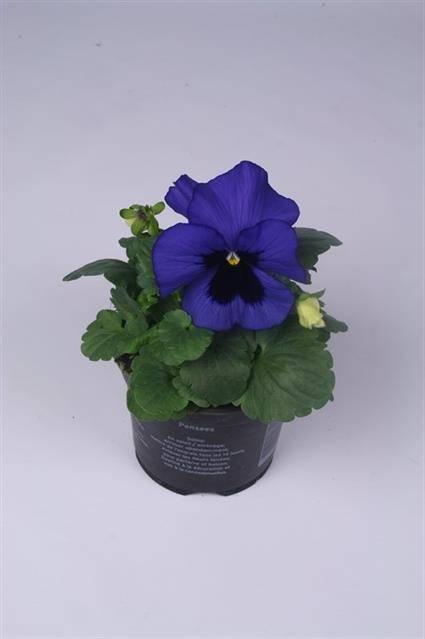 Горшечные цветы и растения оптом Viola Delta Blue With Blotch от 12шт из Голландии с доставкой по России