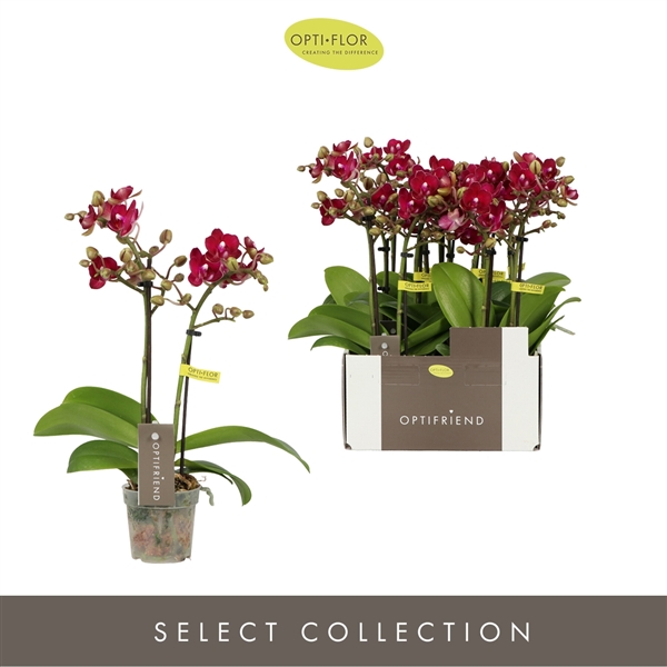 Горшечные цветы и растения оптом Phal 2st Lola 10+ (opti) от 8шт (для телеги) из Голландии с доставкой по России