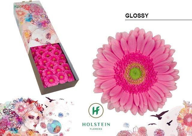 Срезанные цветы оптом Gerbera glossy от 50шт из Голландии с доставкой по России