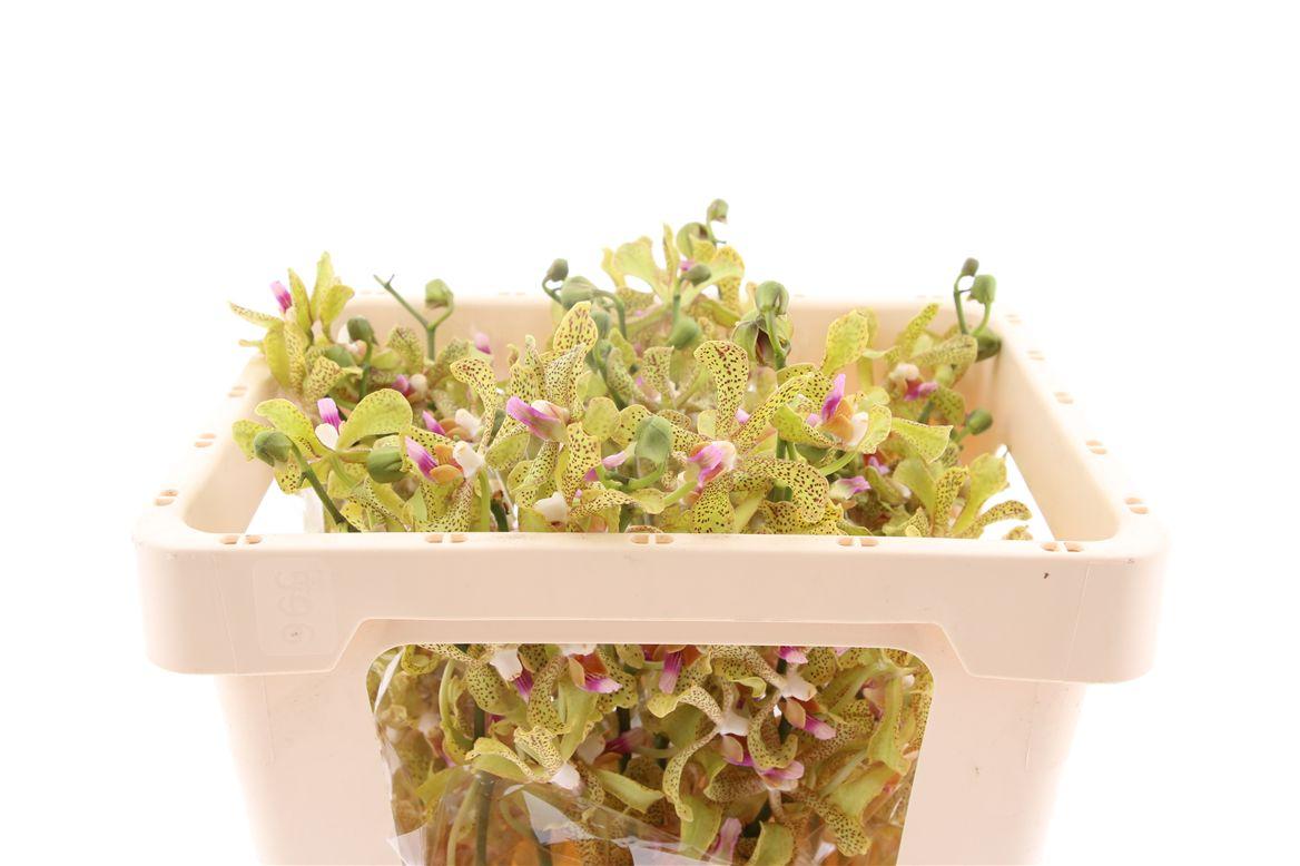 Срезанные цветы оптом Dendrobium galestine green от 15шт из Голландии с доставкой по России