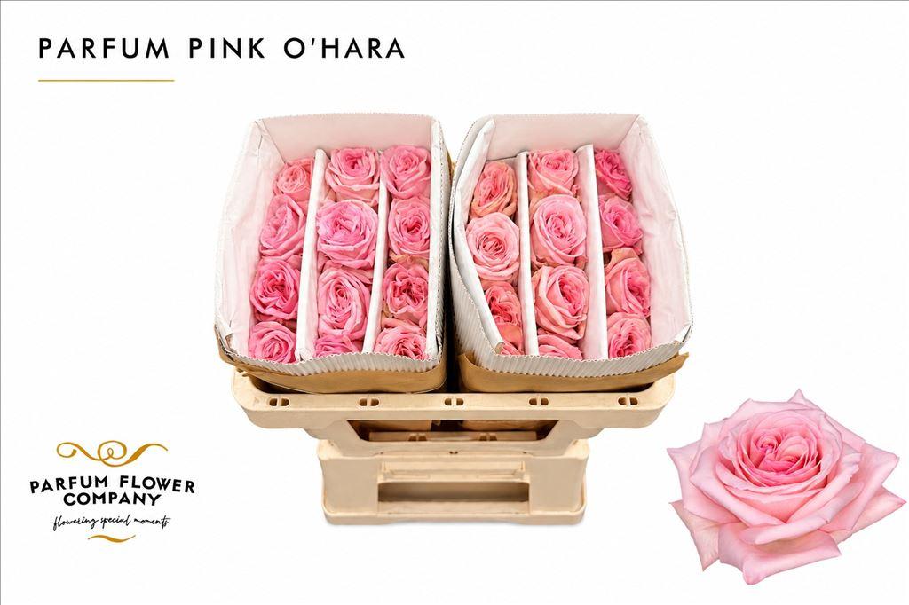 Срезанные цветы оптом Rosa garden pink ohara (scented) от 24шт из Голландии с доставкой по России