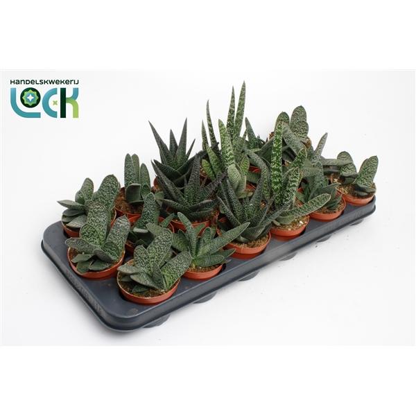 Горшечные цветы и растения оптом Gasteria Mix от 12шт (для телеги) из Голландии с доставкой по России