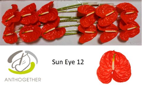 Срезанные цветы оптом Anthurium sun eye от 12шт из Голландии с доставкой по России
