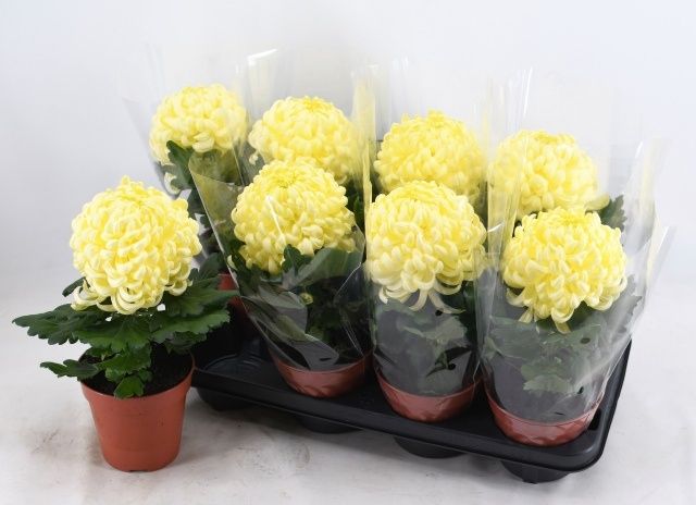 Горшечные цветы и растения оптом Chrys Vienna Cream от 8шт из Голландии с доставкой по России