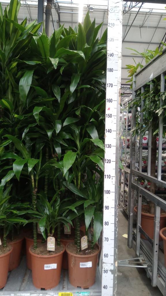 Горшечные цветы и растения оптом Dracaena Frag. janet Craig от 1шт из Голландии с доставкой по России
