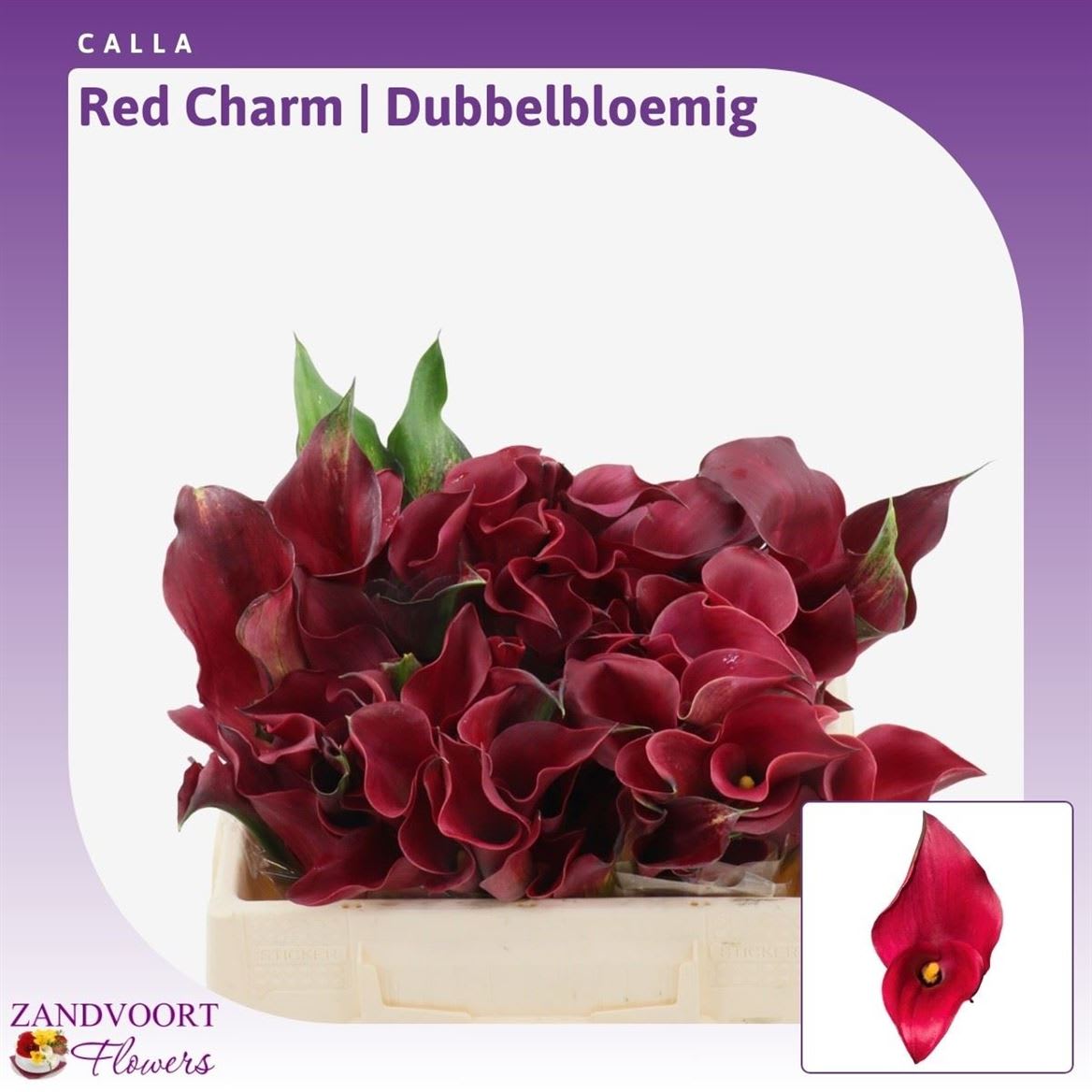 Срезанные цветы оптом Zantedeschia red charm double от 60шт из Голландии с доставкой по России