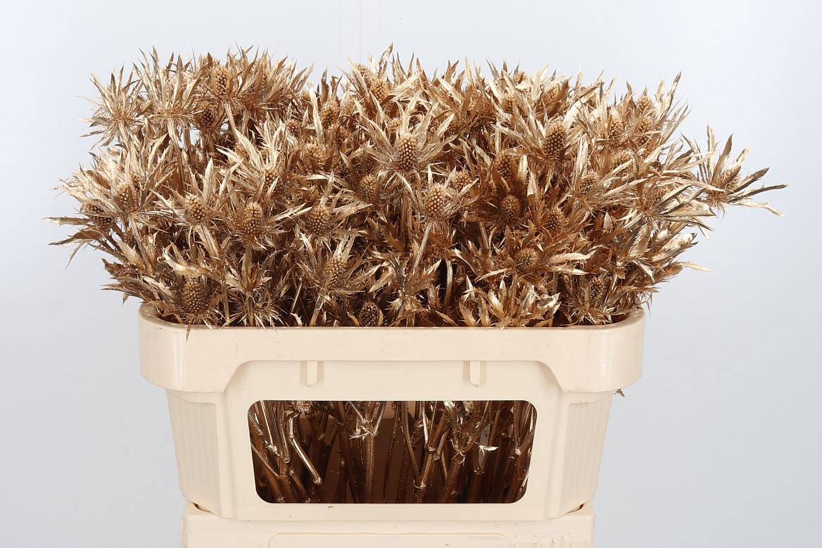 Срезанные цветы оптом Eryngium orion paint antique gold от 50шт из Голландии с доставкой по России
