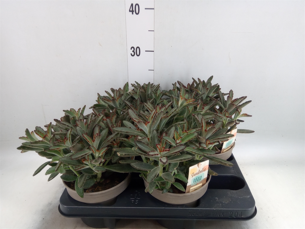 Горшечные цветы и растения оптом Kalanchoe Nf Tomentosa от 4шт из Голландии с доставкой по России