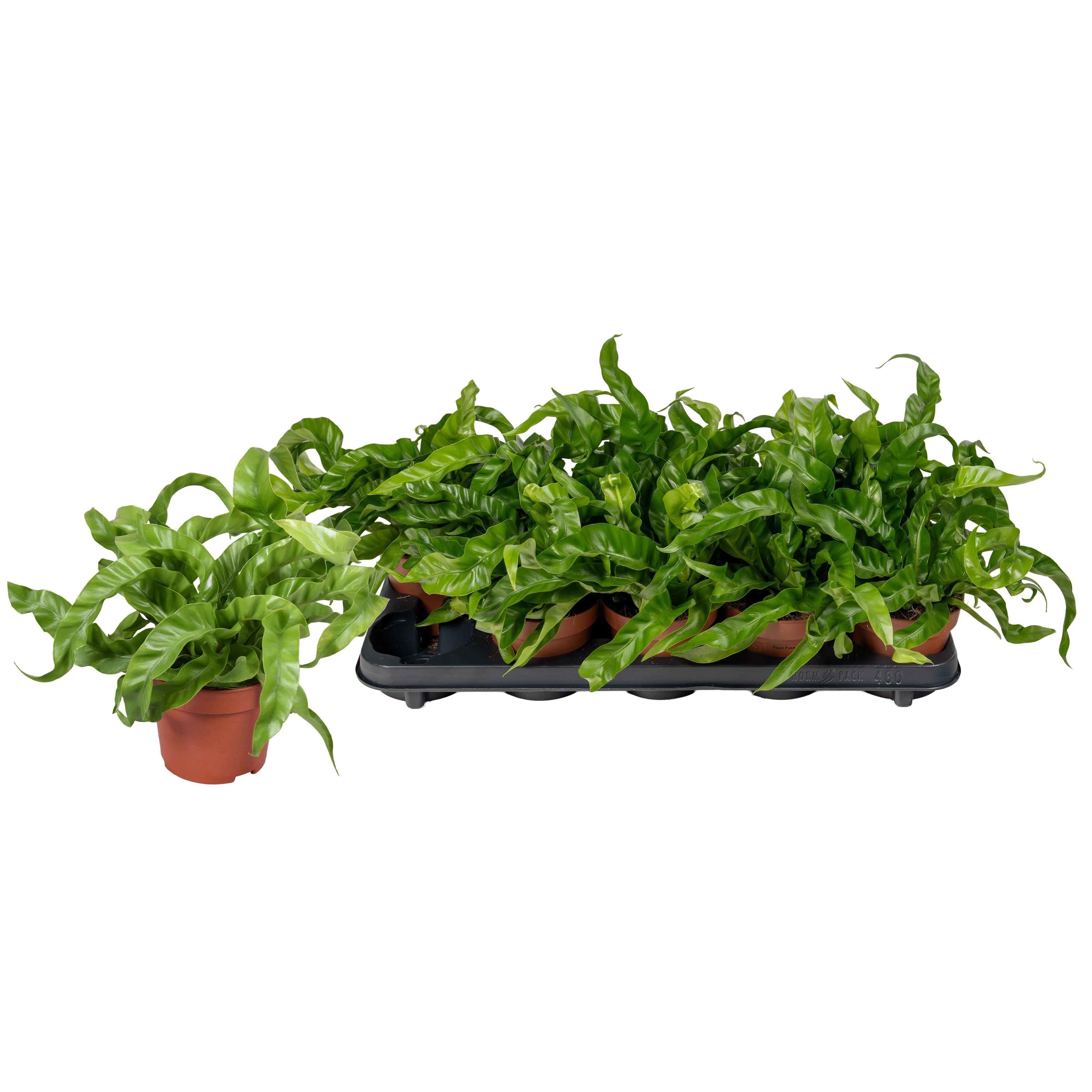 Горшечные цветы и растения оптом Asple Ant Hurricane от 10шт из Голландии с доставкой по России