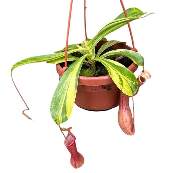 Горшечные цветы и растения оптом Nepenthes Alata Aurea от 1шт из Голландии с доставкой по России