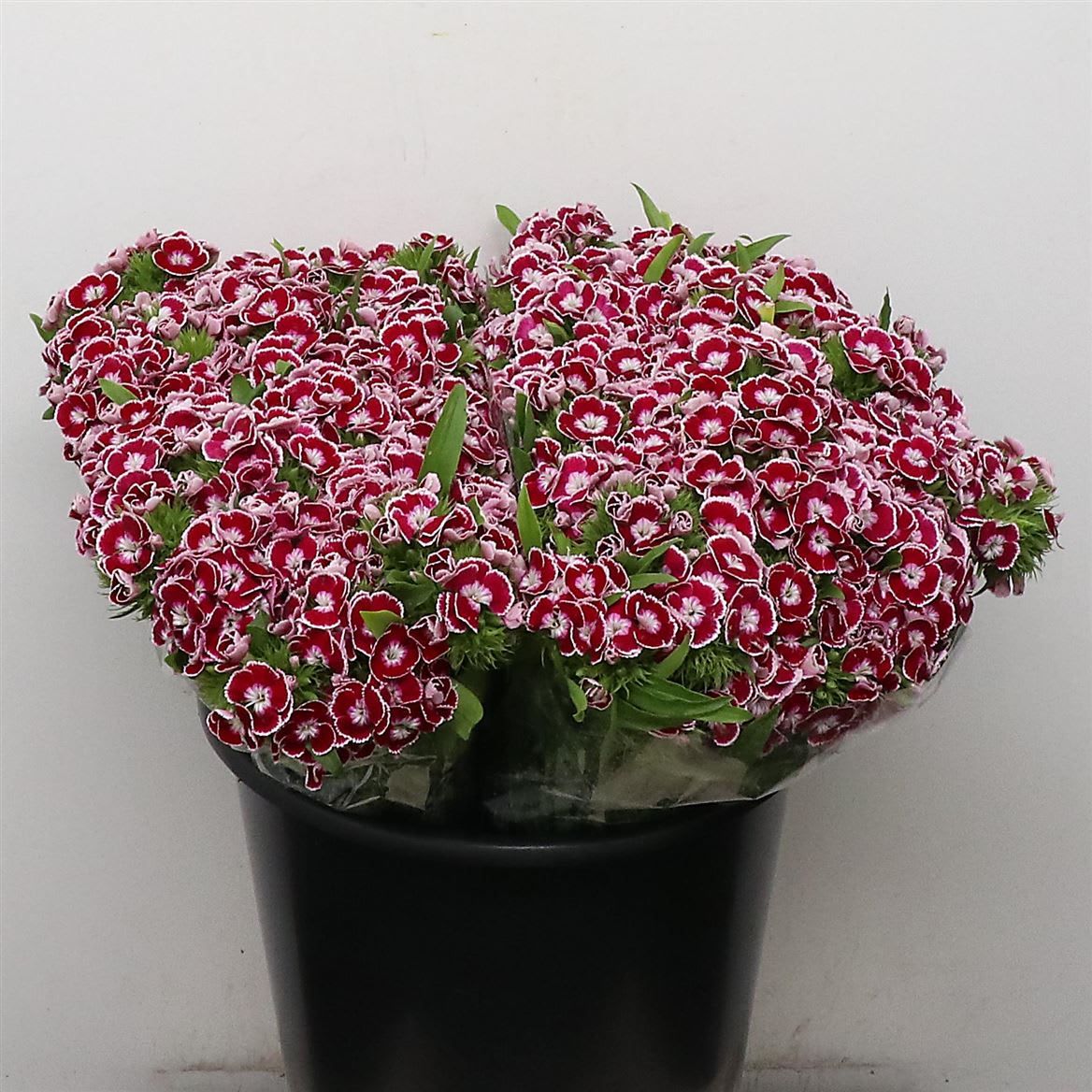 Срезанные цветы оптом Dianthus br king от 100шт из Голландии с доставкой по России