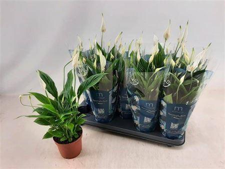 Горшечные цветы и растения оптом Spath Bellini 7+ от 9шт из Голландии с доставкой по России