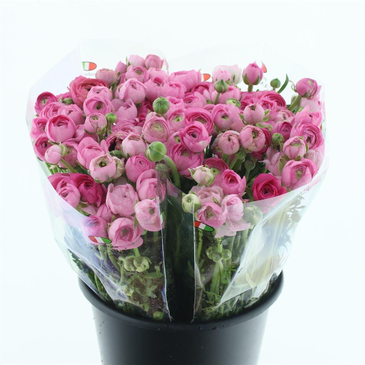 Срезанные цветы оптом Ranunculus elegance pink от 100шт. из Голландии с доставкой по России