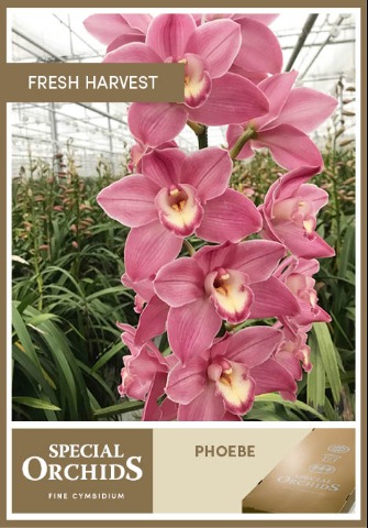 Срезанные цветы оптом Cymbidium pink phoebe от 6шт. из Голландии с доставкой по России