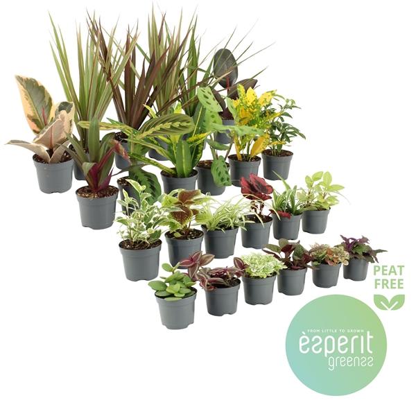 Горшечные цветы и растения оптом Plantmix Showbox от 24шт (для телеги) из Голландии с доставкой по России