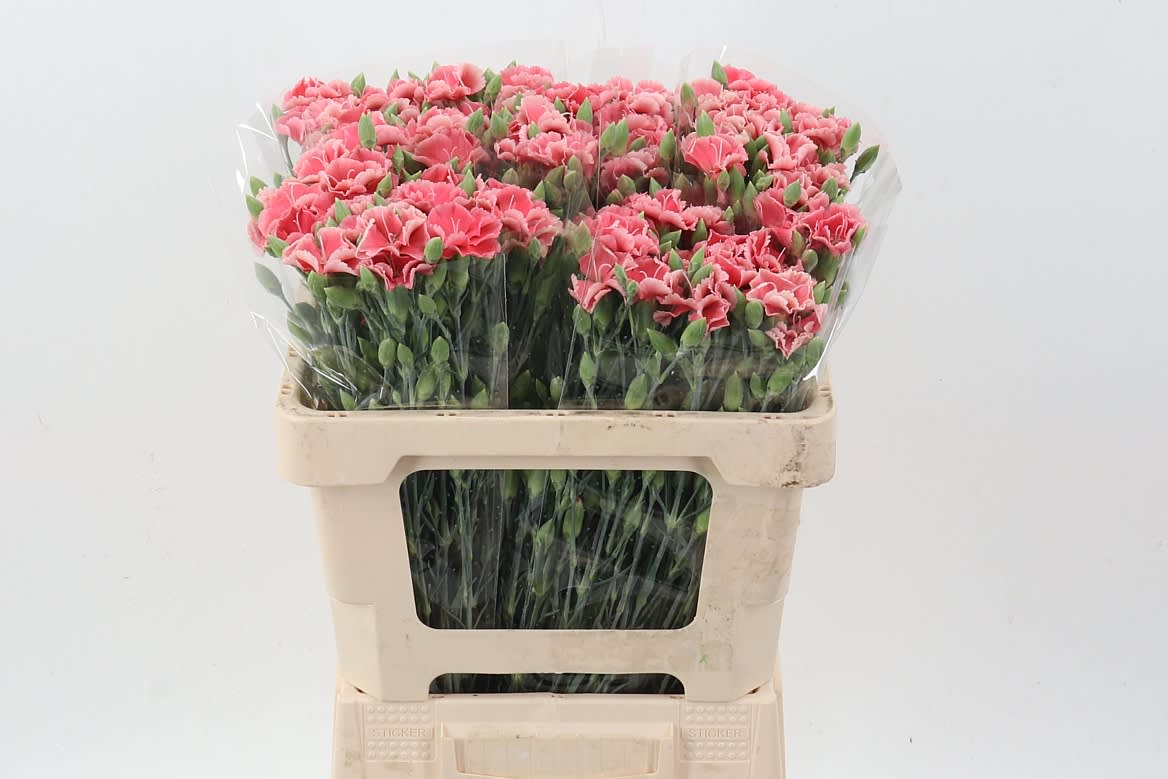 Срезанные цветы оптом Dianthus sp symply salmon от 100шт из Голландии с доставкой по России
