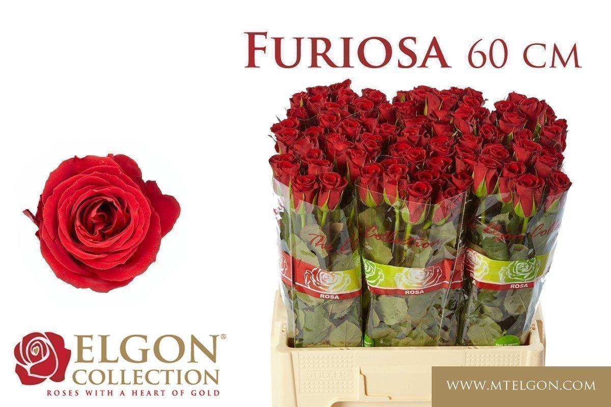 Срезанные цветы оптом Rosa large furiosa от 330шт из Голландии с доставкой по России