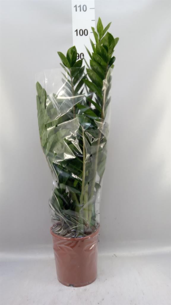 Горшечные цветы и растения оптом Zamioculcas Zamiifolia AA от 1шт из Голландии с доставкой по России